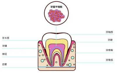 牙髓干细胞抑制皮肤创面瘢痕疙瘩增生
