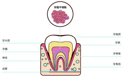 乳牙牙髓干细胞可以治疗哪些疾病?