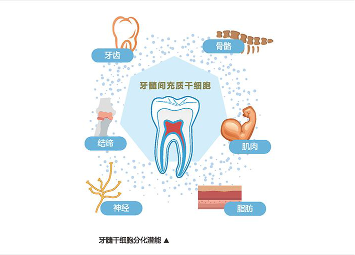 牙髓干细胞对治疗多种疾病具有临床潜力！