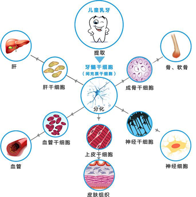 泓信牙齿银行解析口腔干细胞储存过程