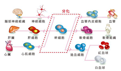 乳牙干细胞是如何治疗糖尿病？