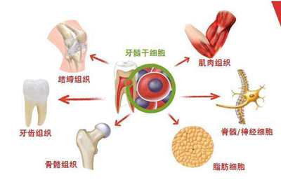 都是间充质干细胞，乳牙和脐带有什么区别?