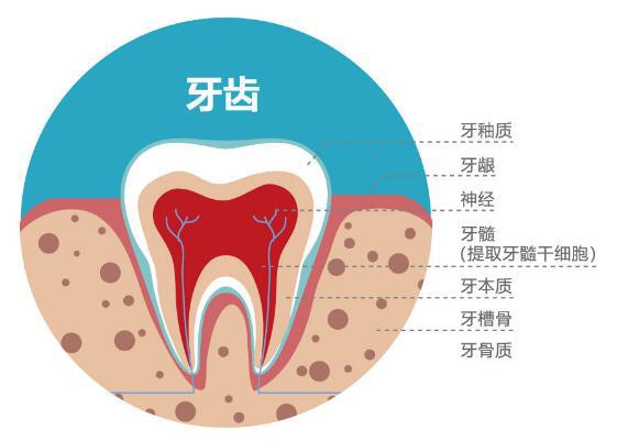 牙髓干细胞是如何抗衰老？