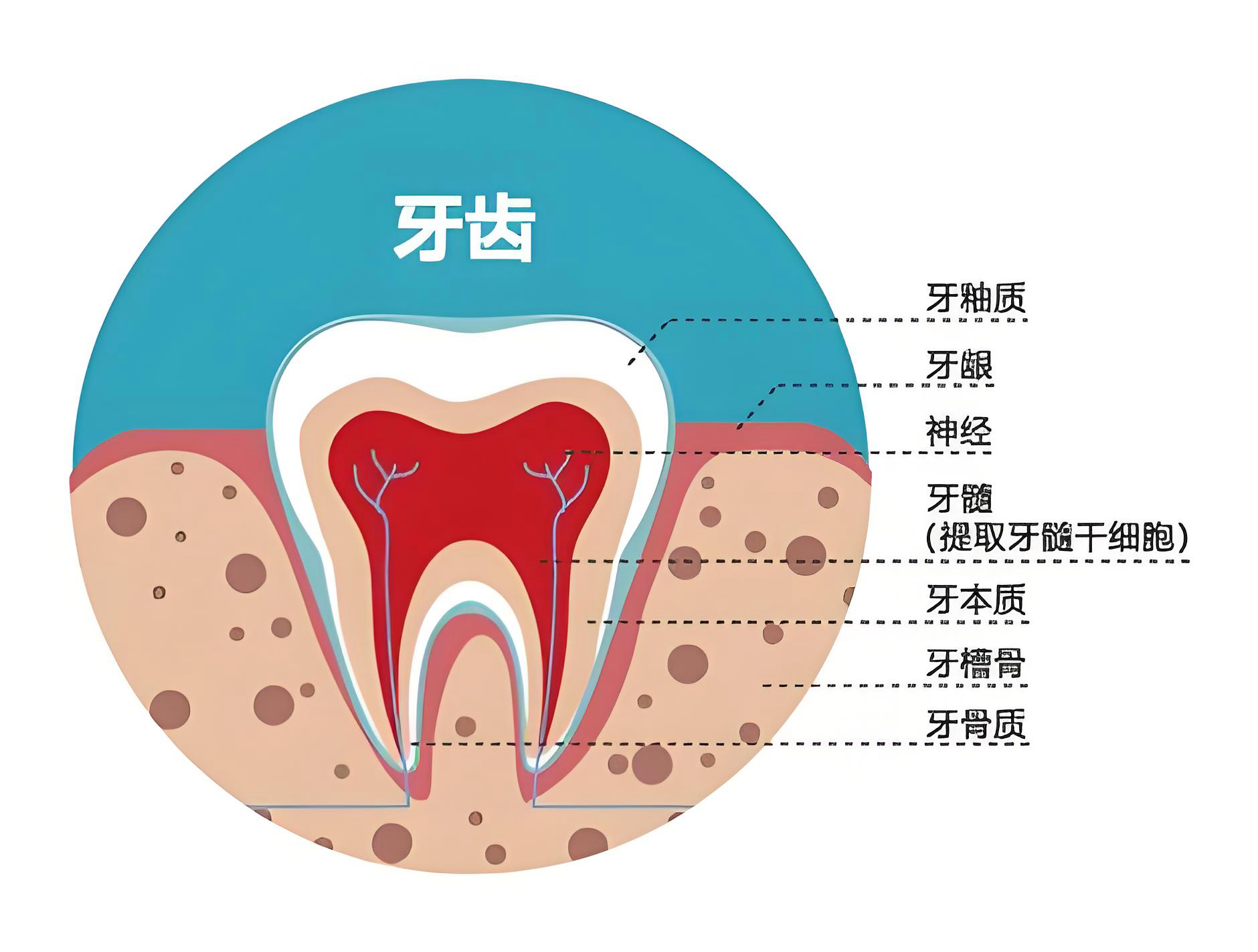 临床案例-牙髓干细胞在治疗100多种疾病当中的潜力