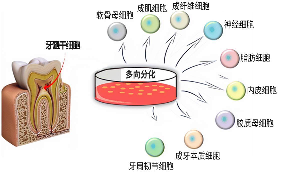 牙髓干细胞在抗皮肤衰老中的作用：机制与潜力