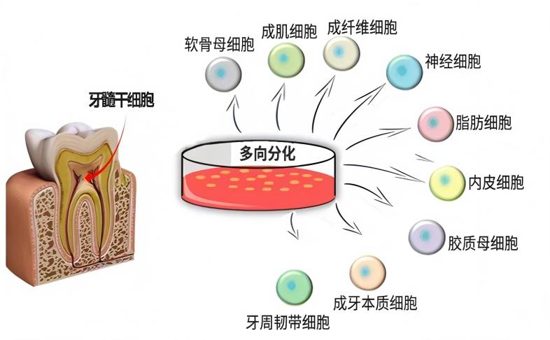 人乳牙牙髓干细胞，从“换牙废料”到再生医学的理想种子