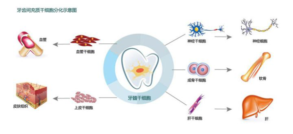 牙髓干细胞存储的必要性