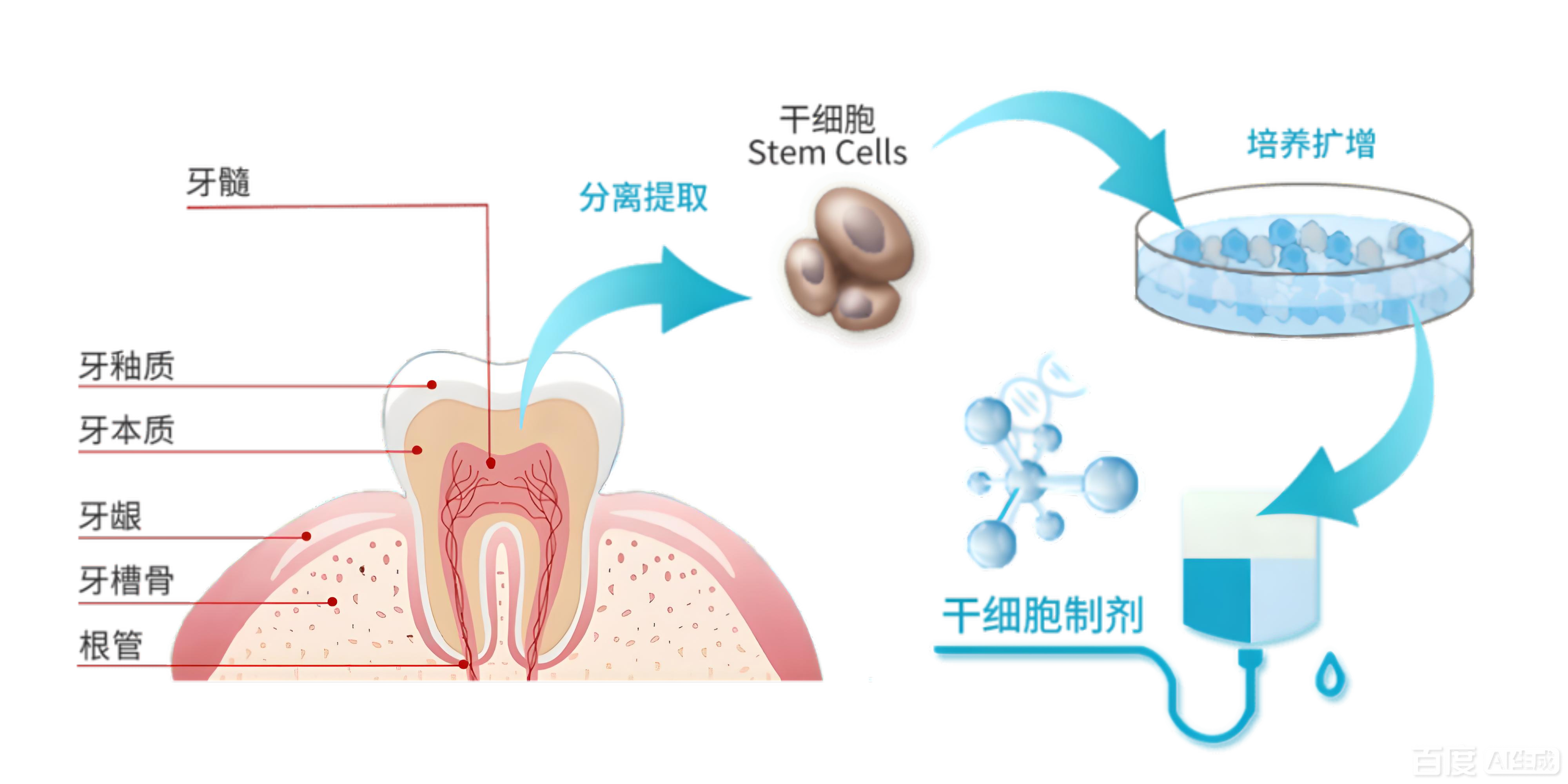 人脱落乳牙牙髓干细胞成为再生医学的新希望(图1) 1-2512041J029142.png